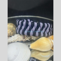 Paracord herenarmband Trilobite