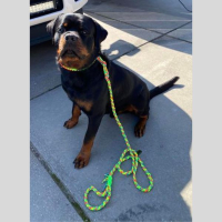 snelle uitlater grote hond 180 cm